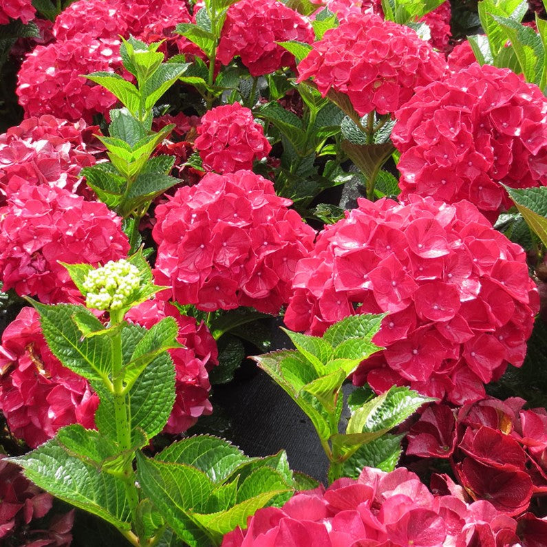 Magical® Ruby Red Hydrangea ~ Hydrangea macrophylla 'KOLMARU' G2