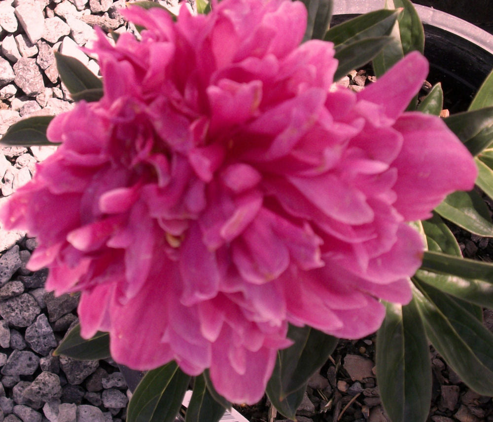 Kansas Double Peony ~ Paeonia lactiflora 'Kansas' G2