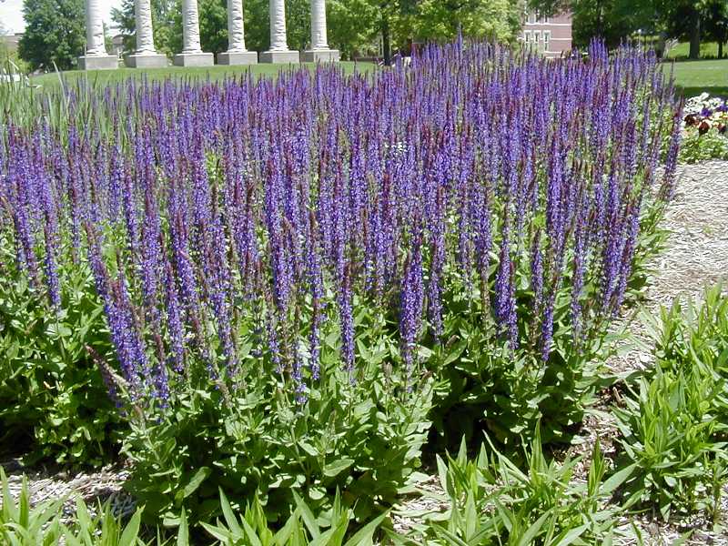 East Friesland Meadow Sage ~ Salvia nemorosa 'East Friesland' 19CM