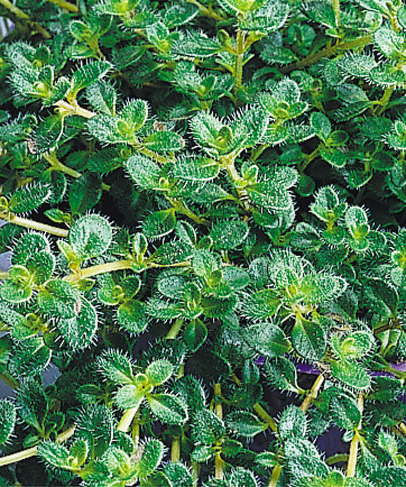 Creeping Thyme ~ Thymus pseudolanuginosus 19CM