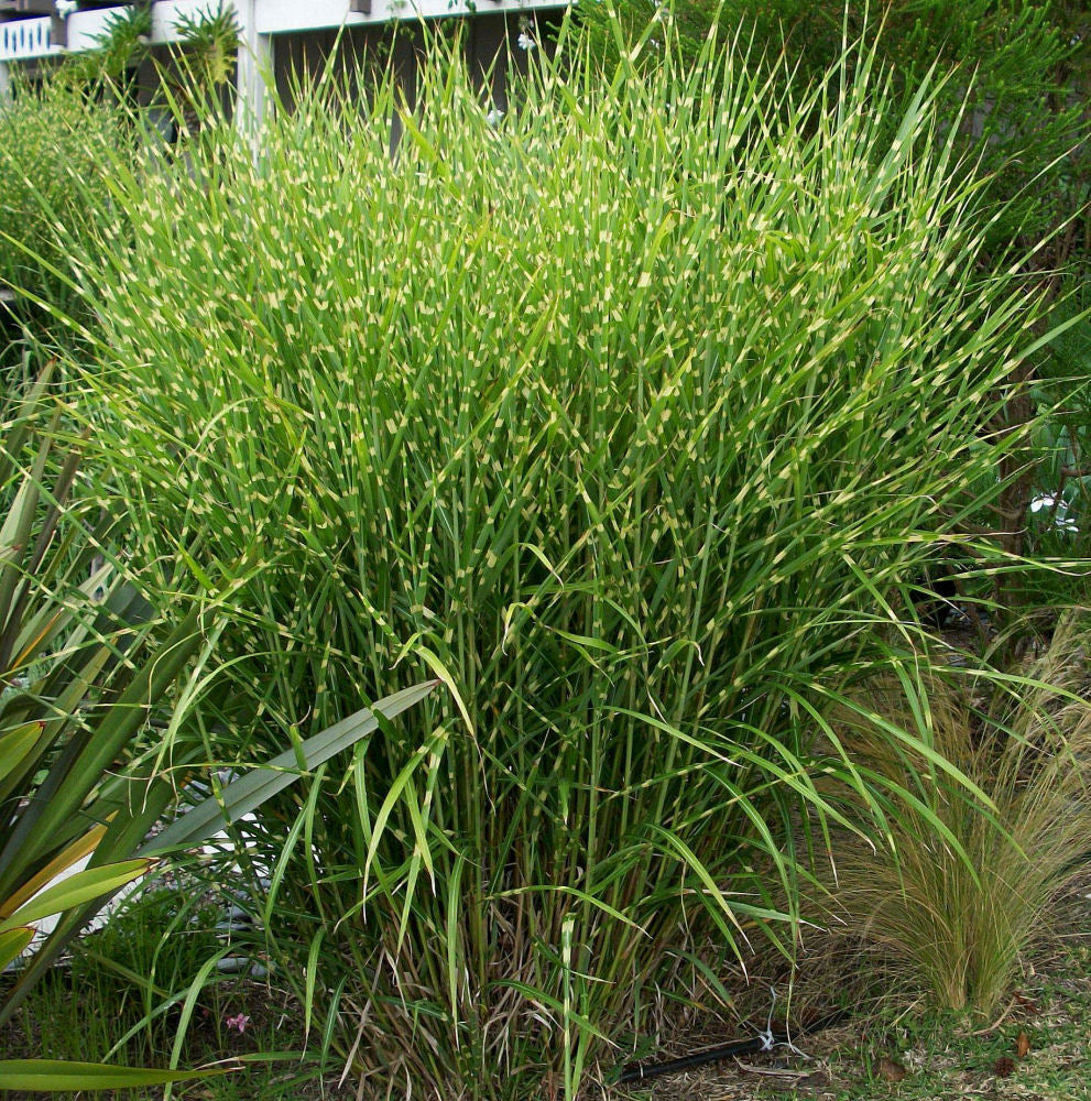 Porcupine Grass ~ Miscanthus sinensis 'Strictus' G3