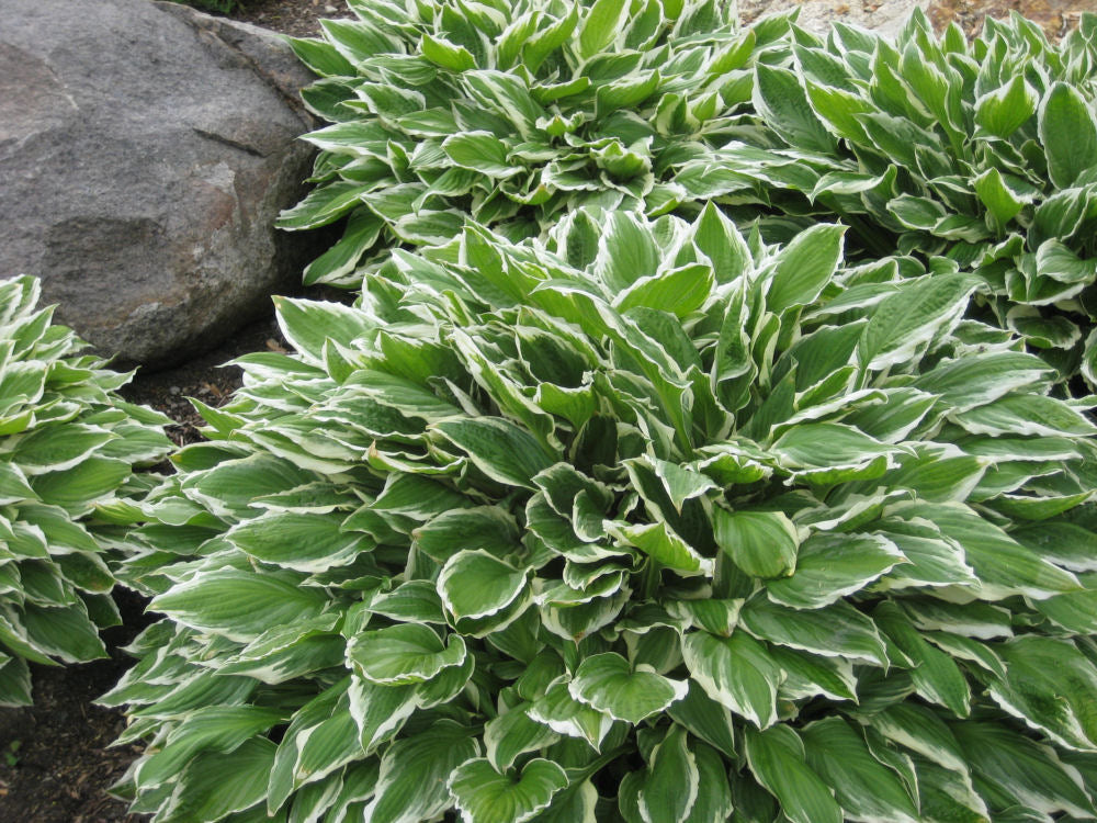 Francee Plantain Lily ~ Hosta 'Francee' 19CM