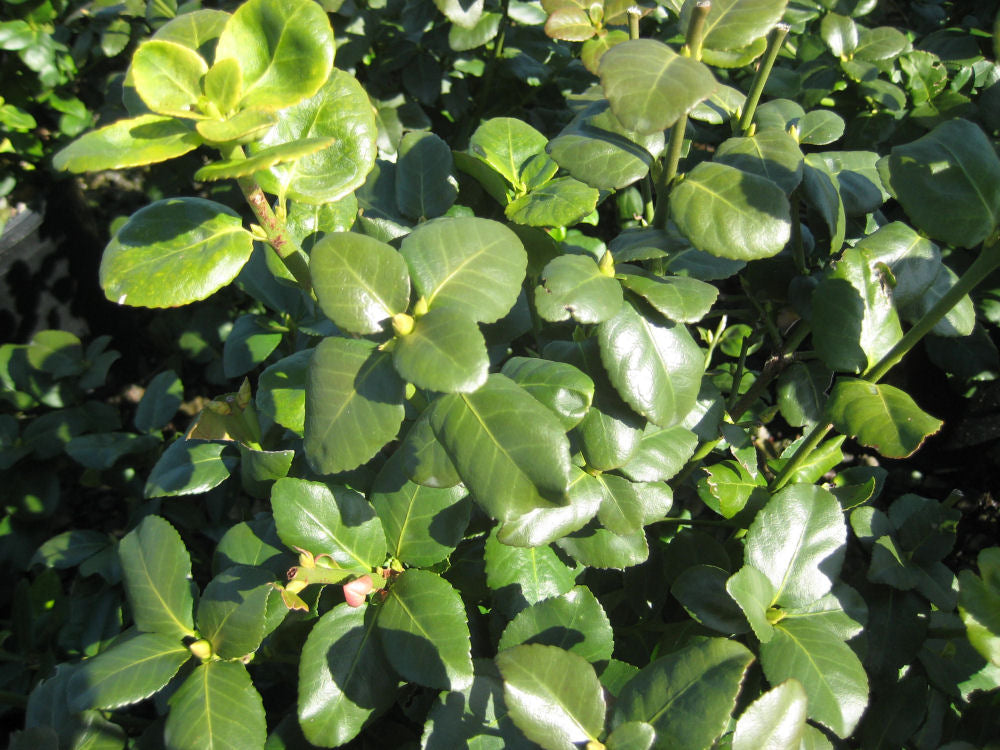 Greenlane™ Wintercreeper ~ Euonymus fortunei var. radicans 'Grezam' G2