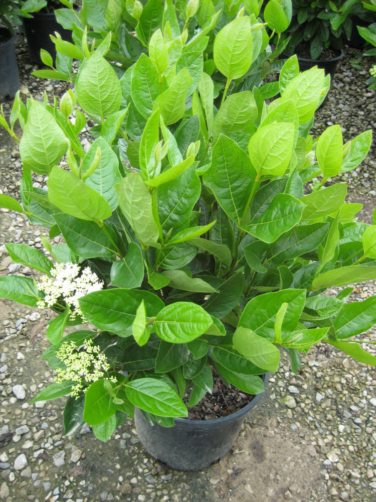 Winterthur Viburnum ~ Viburnum nudum 'Winterthur' G3