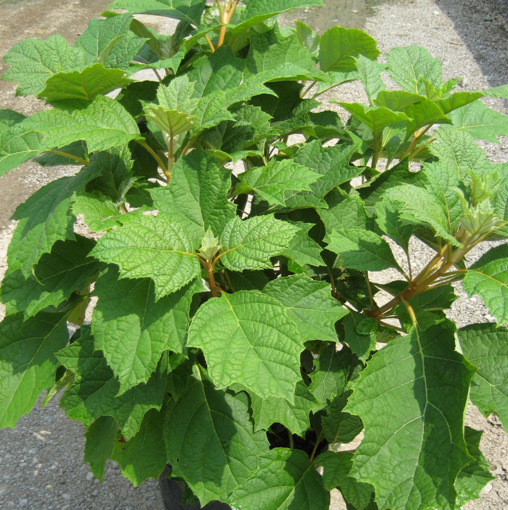 Alice Oakleaf Hydrangea ~ Hydrangea quercifolia 'Alice' G3