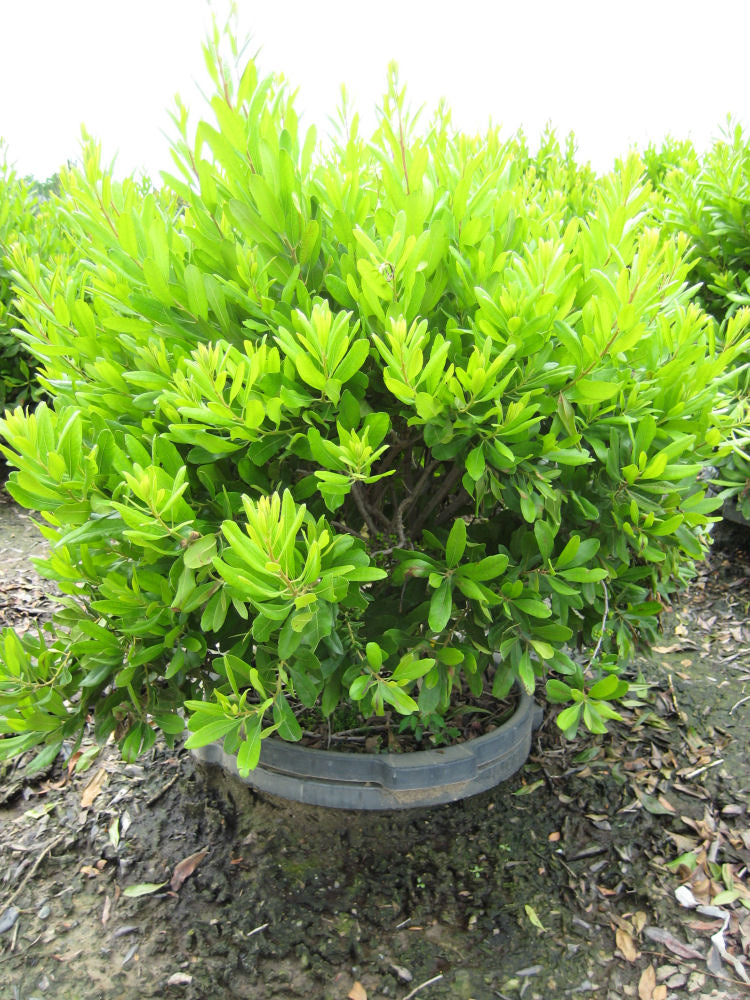 Northern Bayberry ~ Myrica pensylvanica G3