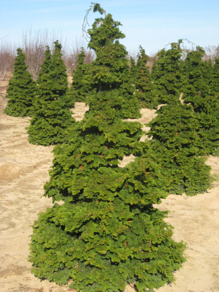 Compact Hinoki Cypress ~ Chamaecyparis obtusa 'Compacta' G7