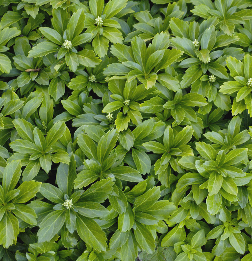 Japanese Pachysandra ~ Pachysandra terminalis G1