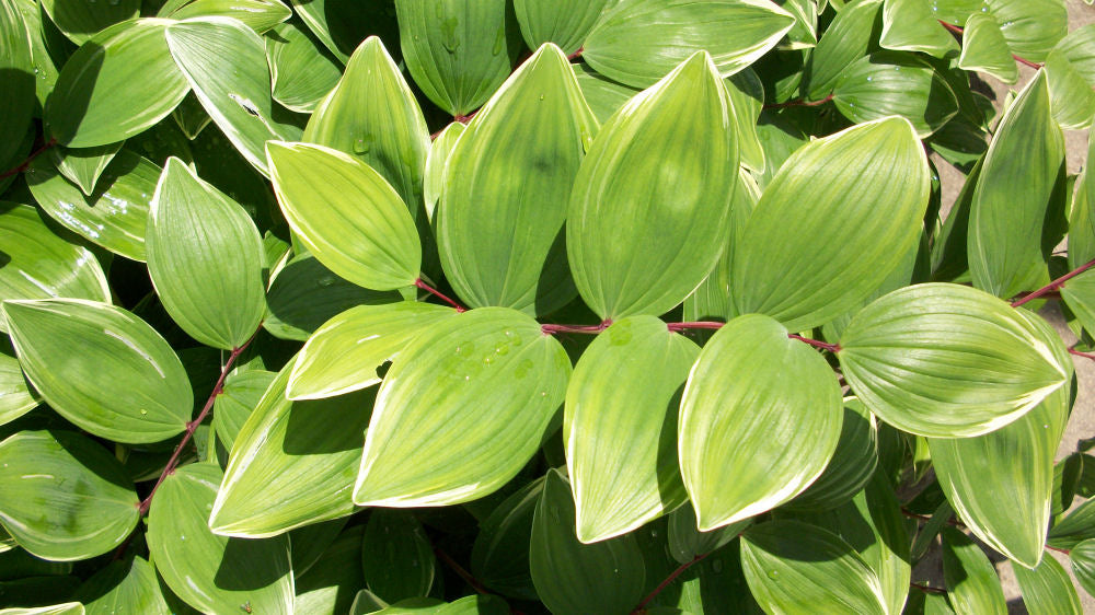 Variegated Solomon's Seal ~ Polygonatum odoratum 19CM