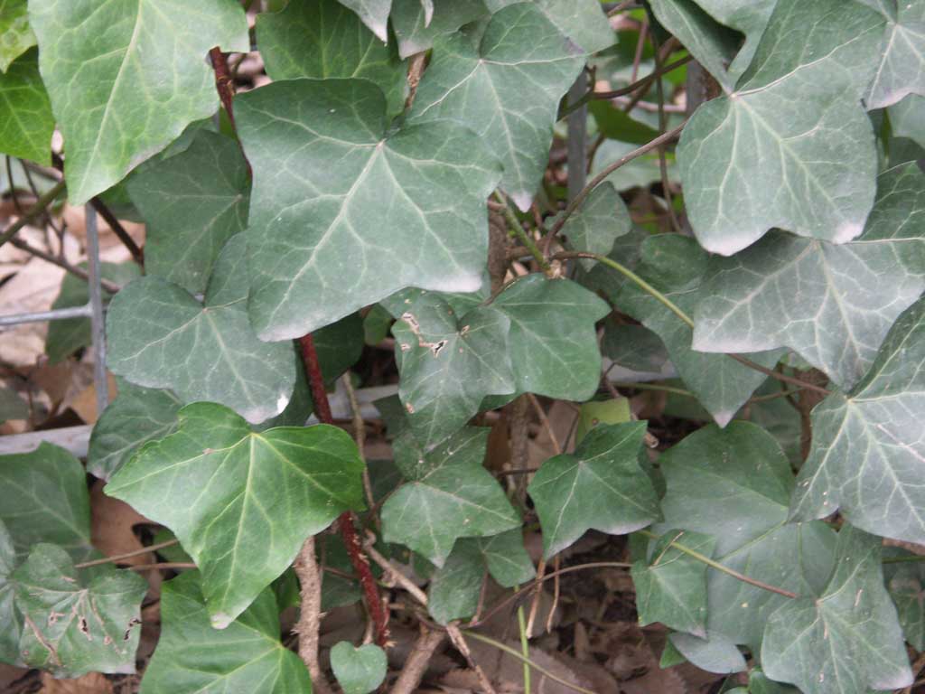 English Ivy ~ Hedera helix G1