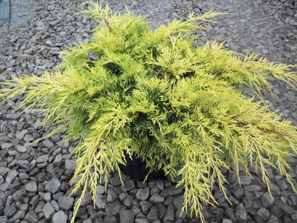 Gold Lace Juniper ~ Juniperus chinensis 'Gold Lace' G3
