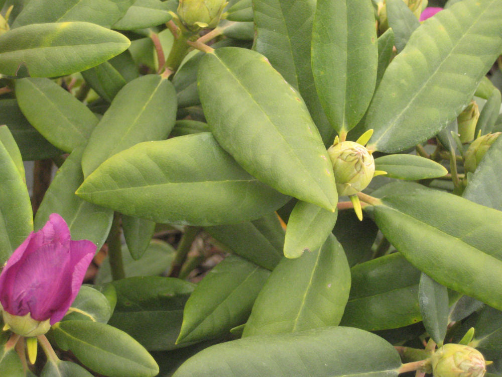 Boursault Catawba Rhododendron ~ Rhododendron catawbiense 'Boursault' G3