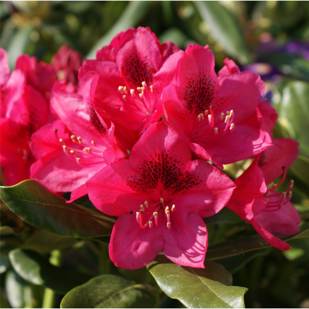 Nova Zembla Rhododendron ~ Rhododendron x 'Nova Zembla' G3
