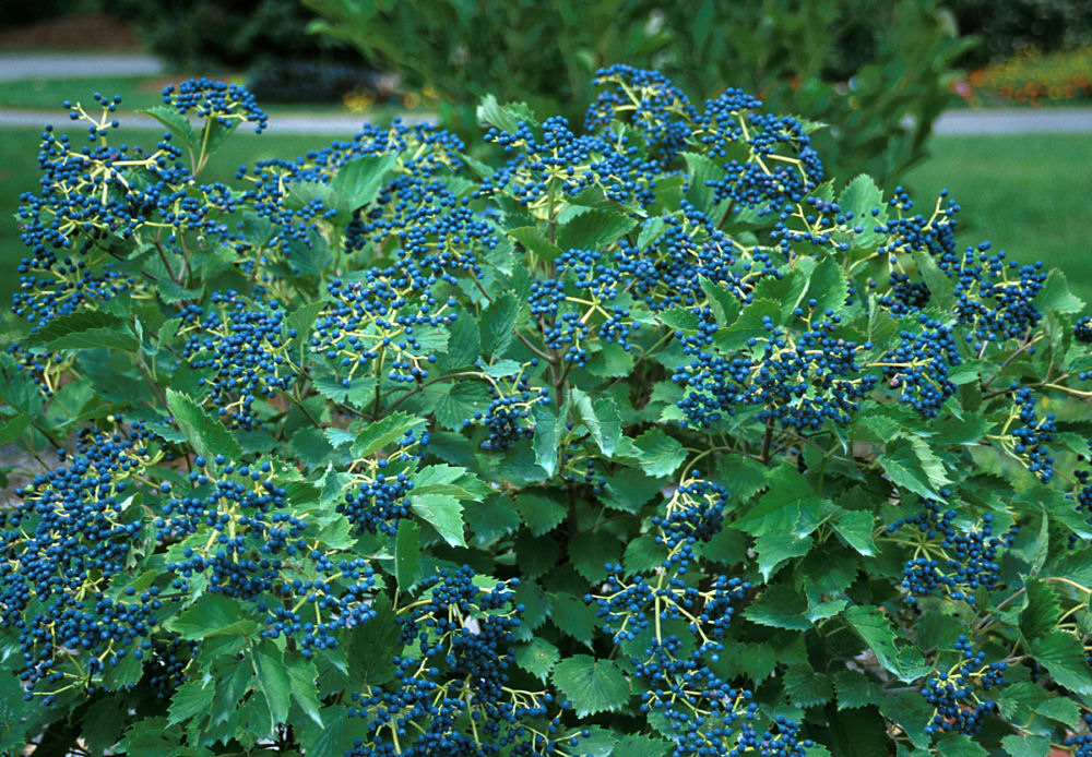Blue Muffin® Arrowwood Viburnum ~ Viburnum dentatum 'Christom' G3