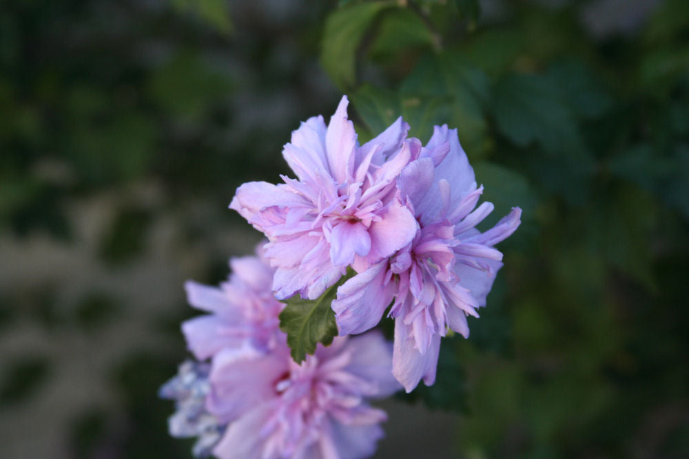 Blushing Bride Rose of Sharon ~ Hibiscus syriacus 'Blushing Bride' G3