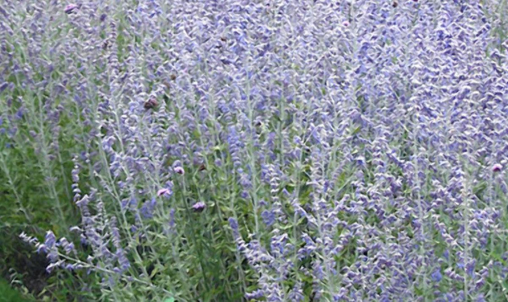 Blue Jean Baby Russian Sage ~ Perovskia atriplicifolia 'Blue Jean Baby' 19CM