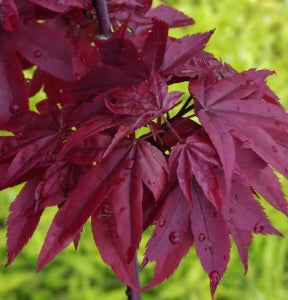 Twombly's Red Sentinel Japanese Maple ~ Acer palmatum 'Twombly's Red Sentinel' G3 18"
