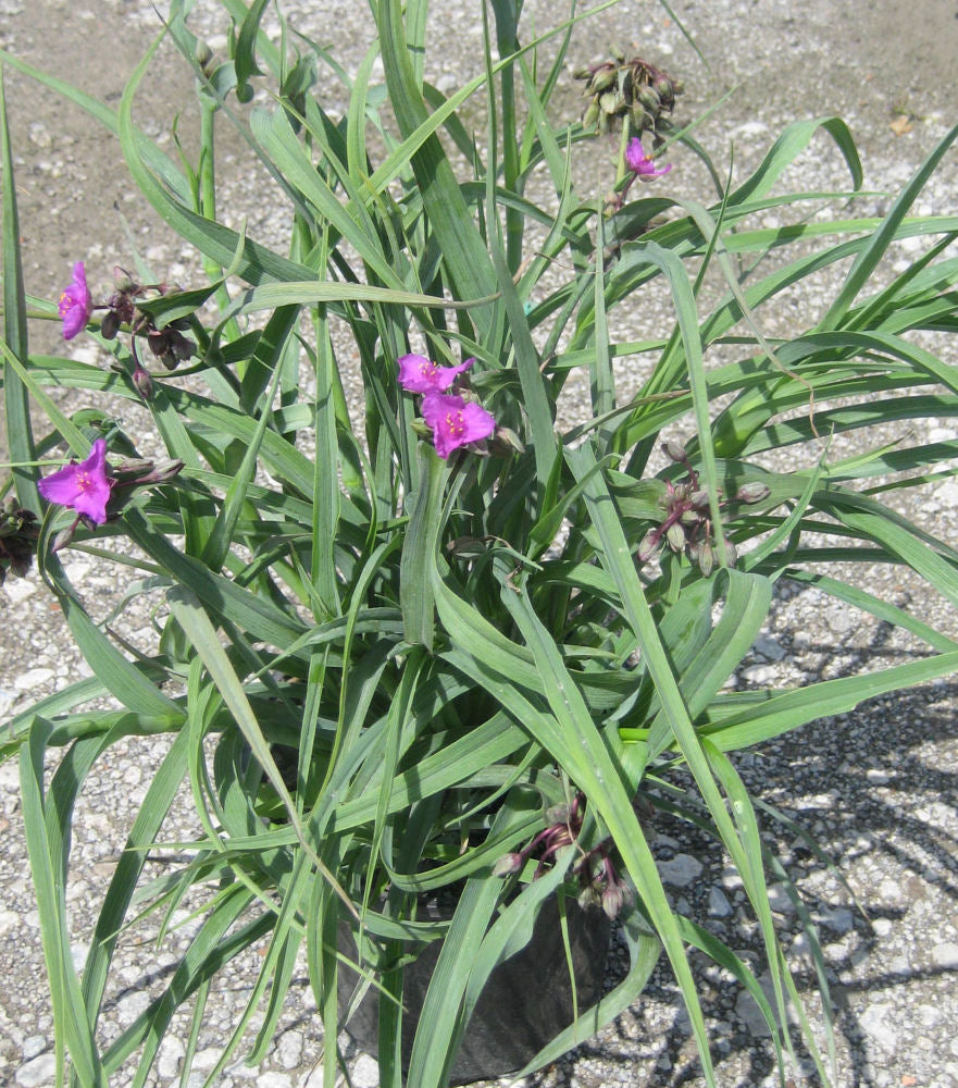 Concord Grape Spiderwort ~ Tradescantia 19CM