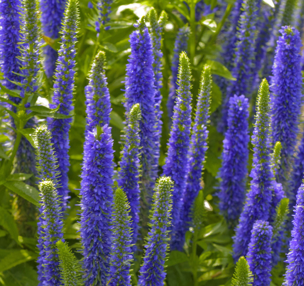 Royal Candles Speedwell ~ Veronica spicata 'Glory' 19CM