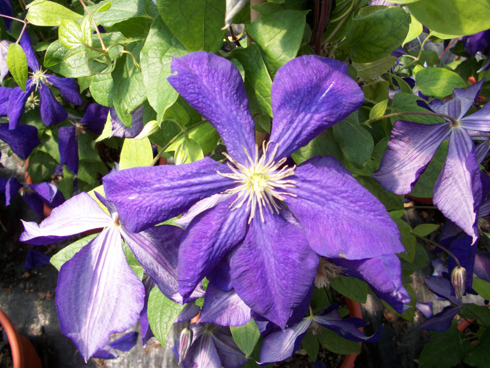 Jackman Clematis ~ Clematis jackmanii 19CM