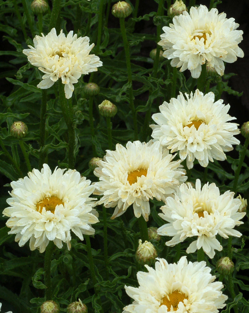 Victorian Secret Shasta Daisy ~ Leucanthemum x superbum 'Victorian Secret' 19CM