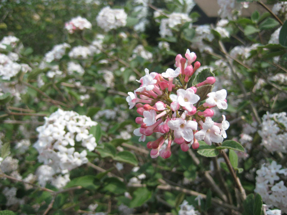 Cayuga Fragrant Viburnum ~ Viburnum ×carlcephalum ‘Cayuga’ G3