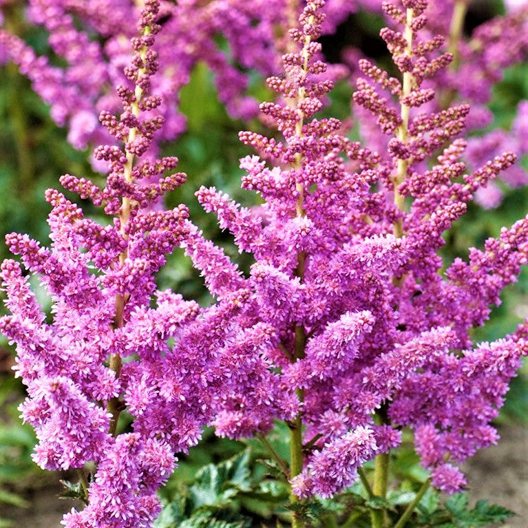 Little Vision in Purple Astilbe ~ Astilbe chinensis 'Little Vision in Purple' 19CM