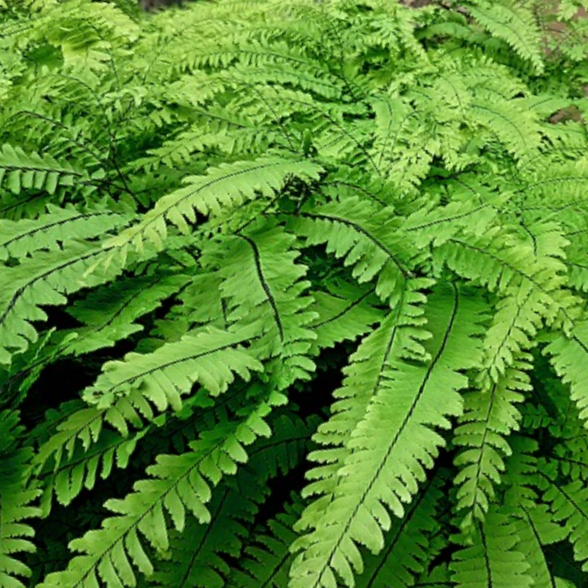 Five Fingered Maidenhair Fern ~ Adiantum pedatum 19CM