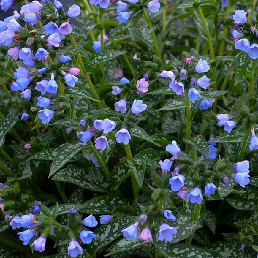 Twinkle Toes Lungwort ~ Pulmonaria 'Twinkle Toes' 19CM
