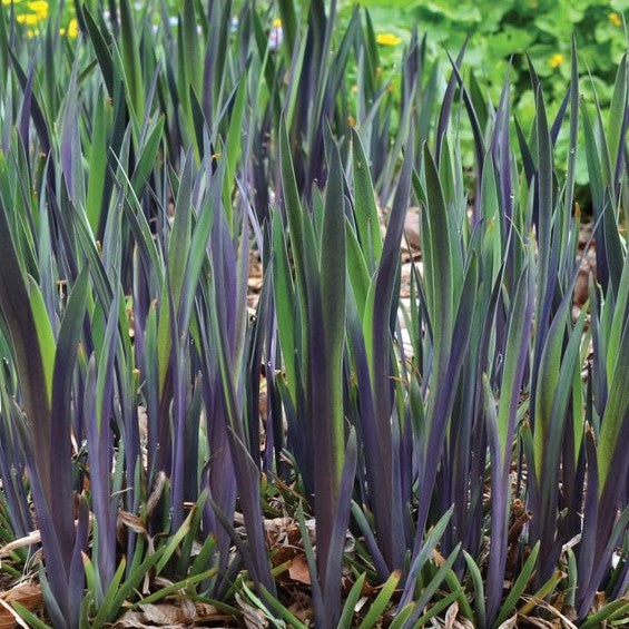 Purple Flame Blue Flag Iris ~ Iris versicolor 'Purple Flame' 19CM