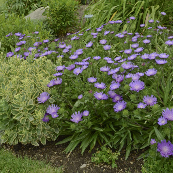 Honeysong Purple Stoke’s Aster ~ Stokesia laevis 'Honeysong Purple' 19CM