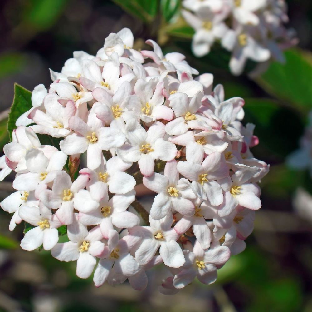 Spice Island™ Koreanspice Viburnum ~ Viburnum carlesii 'J.N. Select A' G3