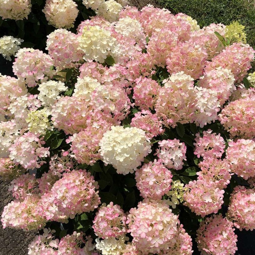 Fire Light Tidbit® Panicle Hydrangea ~ Hydrangea paniculata 'SMNHPK' G3