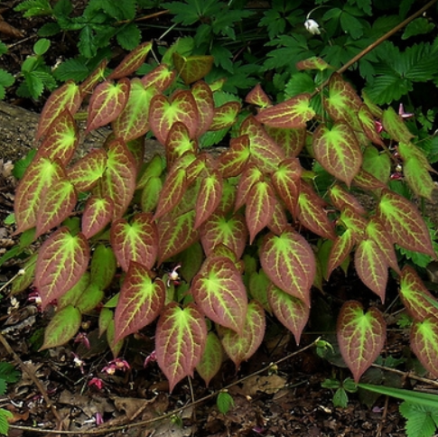 Red Barrenwort ~ Epimedium x rubrum 19CM