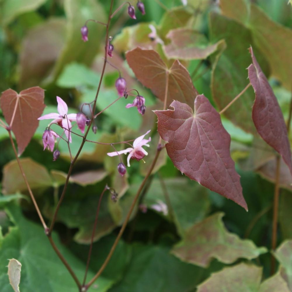 Pink Elf Barrenwort ~ Epimedium ‘Pink Elf’ 19CM