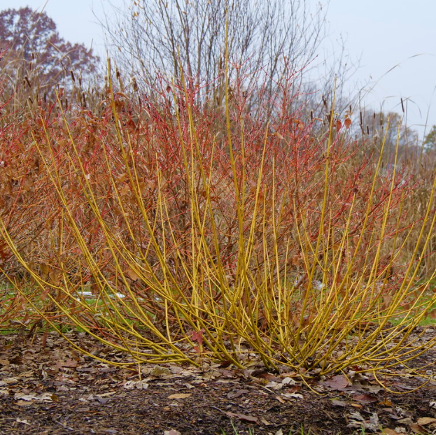 Arctic Fire® Yellow Red Twig Dogwood ~ Cornus sericea 'SMNCSBD' G3