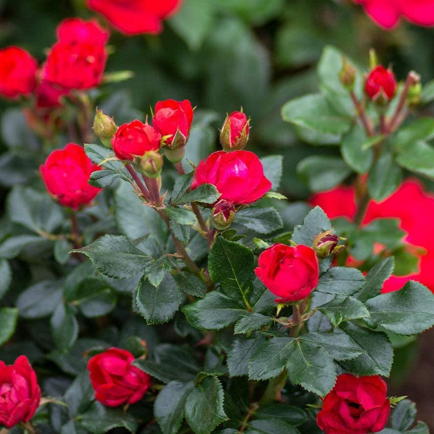 Petite Knock Out® Rose ~ Rosa 'Meibenbino' PF600
