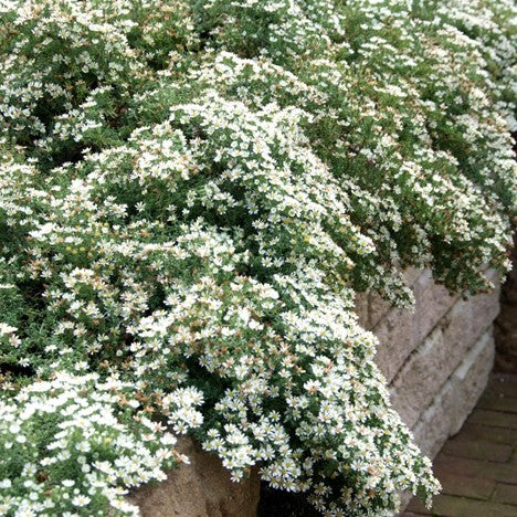 Snow Flurry Heath Aster ~ Aster ericoides 'Snow Flurry' G1