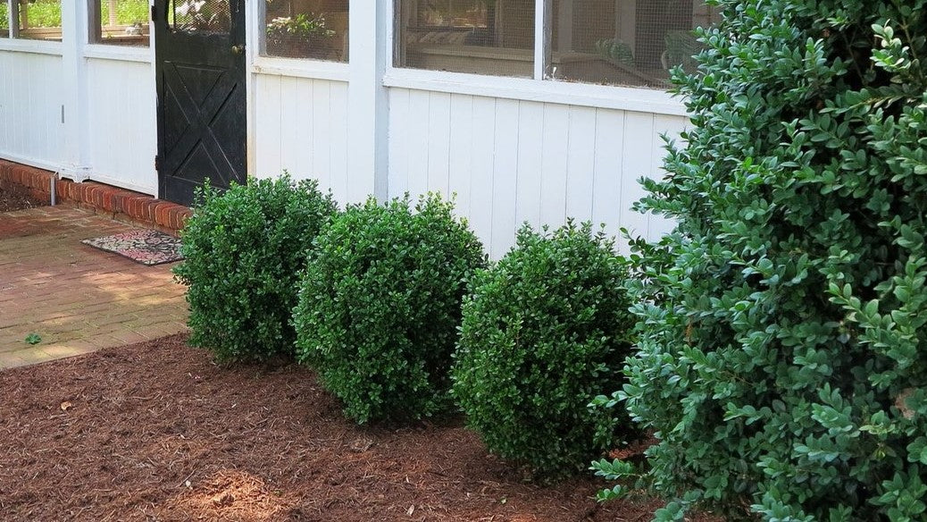 NewGen Freedom® Boxwood ~ Buxus x ‘SB 300’ G2