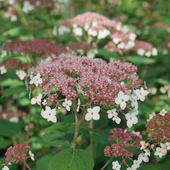 Pinky Pollen Ring™ Smooth Hydrangea ~ Hydrangea arborescens 'SMHALP' G3