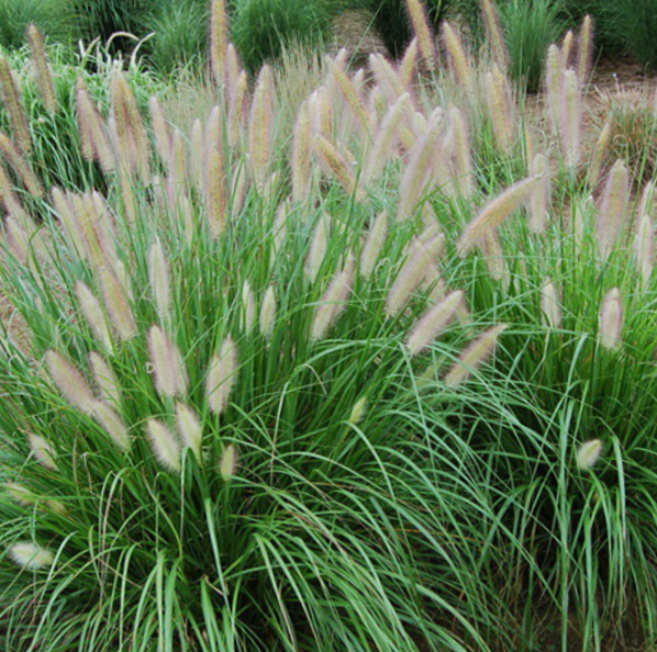 Etouffee™ Fountain Grass ~ Pennisetum alopecuroides Etouffee G2