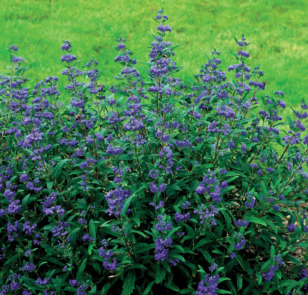 PETIT BLEU® Bluebeard ~ Caryopteris x clandonensis 'Minbleu' G2