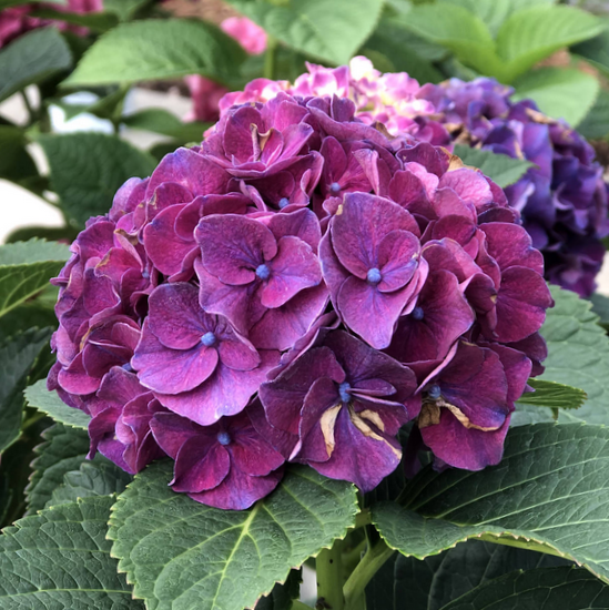 Wee Bit Grumpy® Bigleaf Hydrangea ~ Hydrangea macrophylla 'Stragrum' G2
