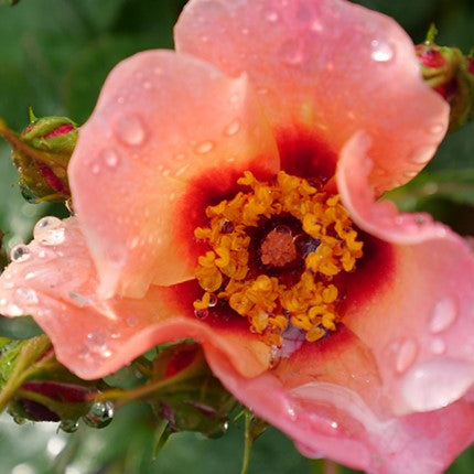 Ringo All-Star™ Rose ~ Rosa x 'ChewEyesUp' G3