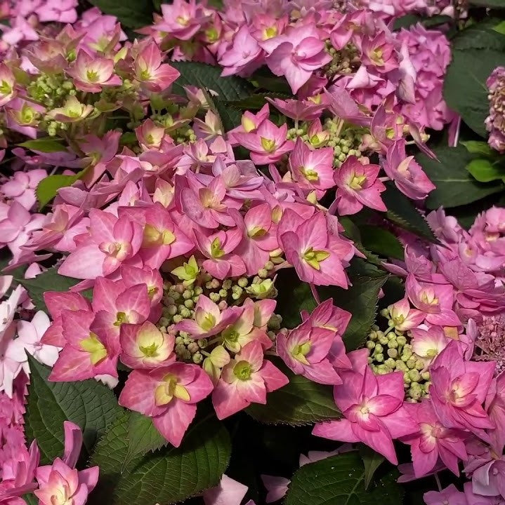 Let's Dance Can Do!® Reblooming Hydrangea ~ Hydrangea macrophylla × serrata 'SMNHSI' G3 FCD