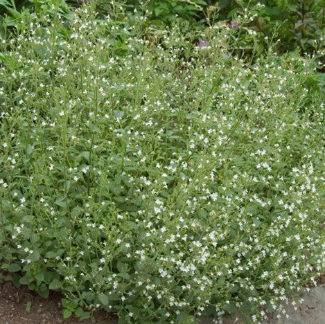 Calamint ~ Calamintha nepeta subsp. nepeta 19CM