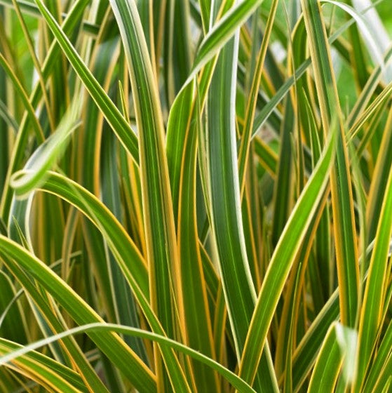 EverColor® Everglow Sedge ~ Carex oshimensis 'Everglow' 19CM