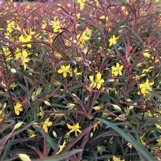 Burgundy Mist Loosestrife ~ Lysimachia lanceolata ‘Burgundy Mist’ G1