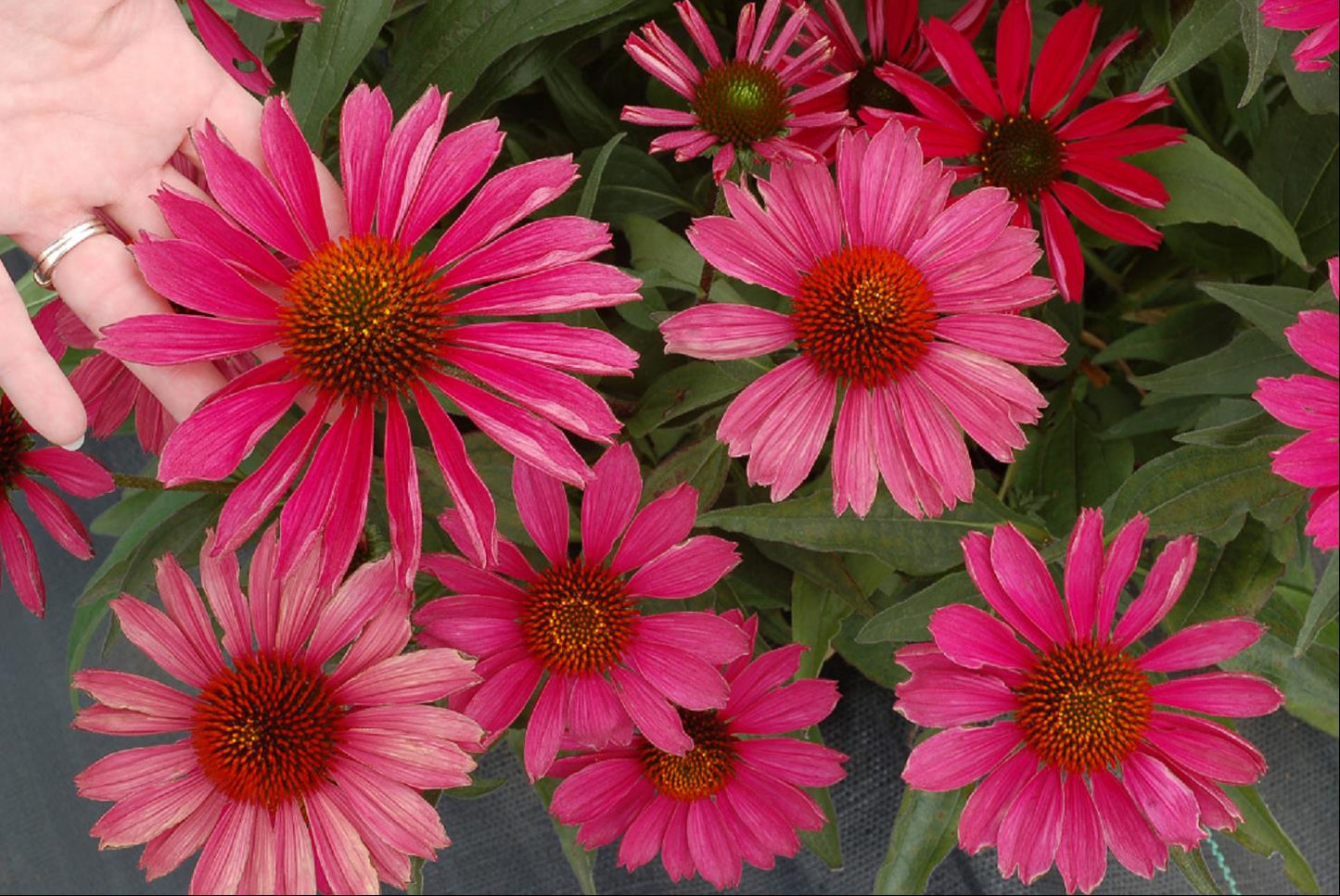 Kismet® Raspberry Coneflower ~ Echinacea x Kismet 'TNECHKR' 17CM