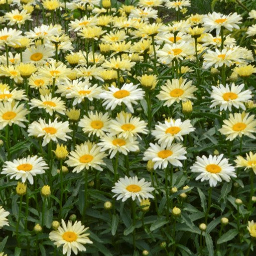 Amazing Daisies® Banana Cream II Shasta Daisy ~ Leucanthemum superbum 'Banana Cream 2' G1